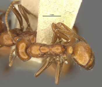 Media type: image;   Entomology 22972 Aspect: habitus dorsal